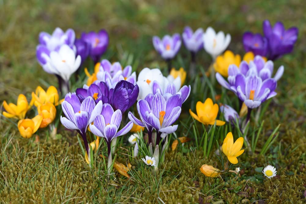 Mixed Crocus Bulbs for Planting - Ships from our Iowa Nursery