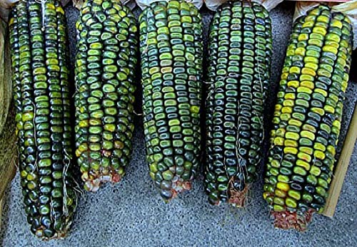 Oaxacan Green Indian Corn Seeds for Planting - 25+ Seeds - Stunning Green Kernel Corn - Grown in Iowa - A Must Have!