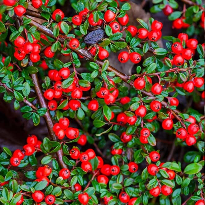 50 Creeping Cotoneaster Seeds for Planting - Cotoneaster adpressus