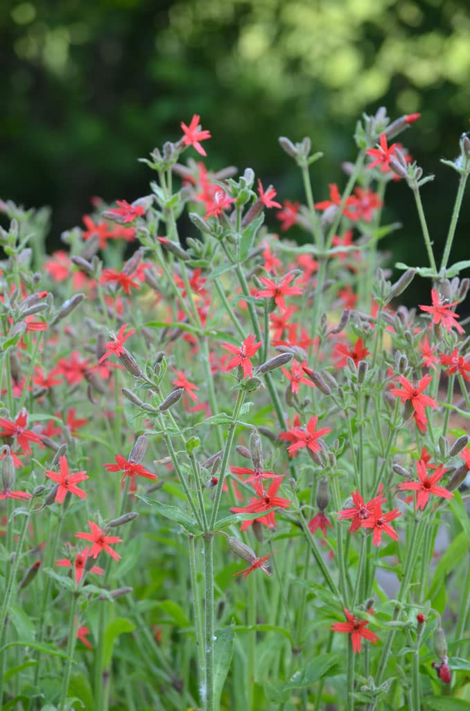 Fire Pink Wildflower Seeds for Planting (50 Seeds) - Silene virginica