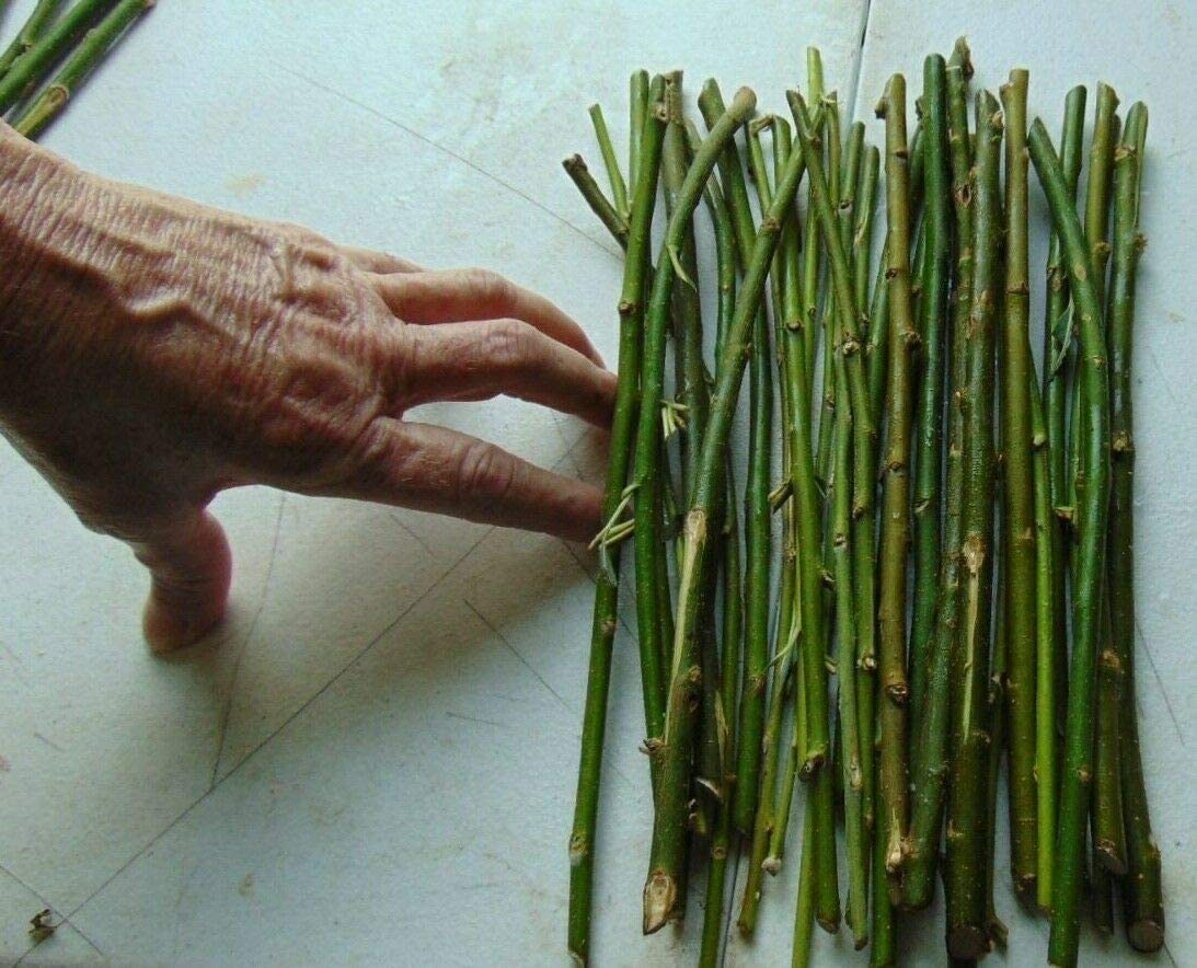 Thin Hybrid Willow Tree Cuttings for Planting Privacy Trees - Bulk Amounts - Pencil Size or Smaller Thickness - Great for Privacy Hedge Row