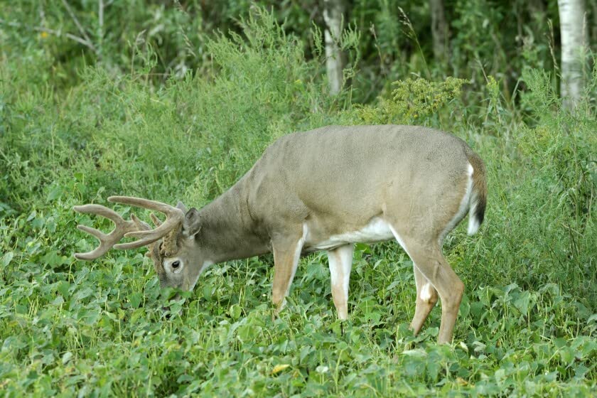 Deer Food Plots - Peas and Oats Cover Crop Seeds - Fast Growing, Use in Spring or Fall