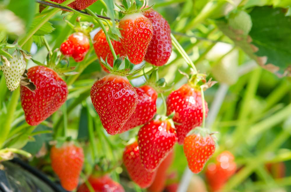 Honeoye Strawberry Bare Root Plants for Growing - Extremely Hardy June-Bearing Can Not Ship to California