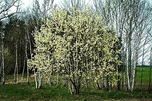 2 Pussy Willow Tree Cuttings - Ready to Plant - Salix Discolor - Beautiful Flowering Cat Skins Tree - Attracts Butterflies and Hummingbirds