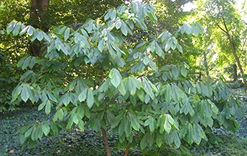 Fresh Paw Paw Fruit Tree ( 5 Seeds ) Pawpaw The Indiana BananaNew Crop Seeds