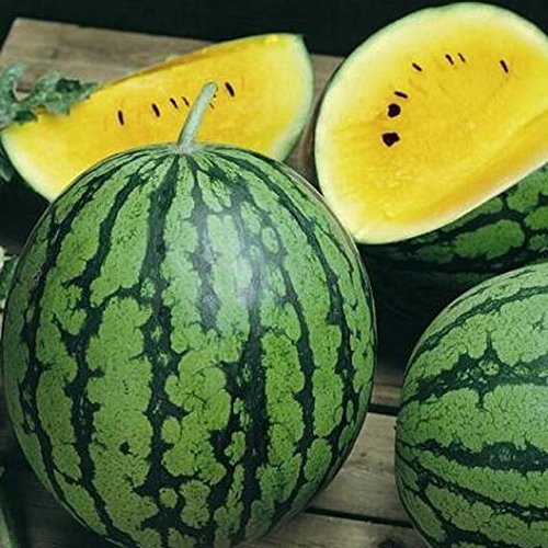 Dwarf Yellow Watermelon Seeds - 25 Seeds - Grow Petite Yellow Watermelons, Delicious - Made in USA, Ships from Iowa.