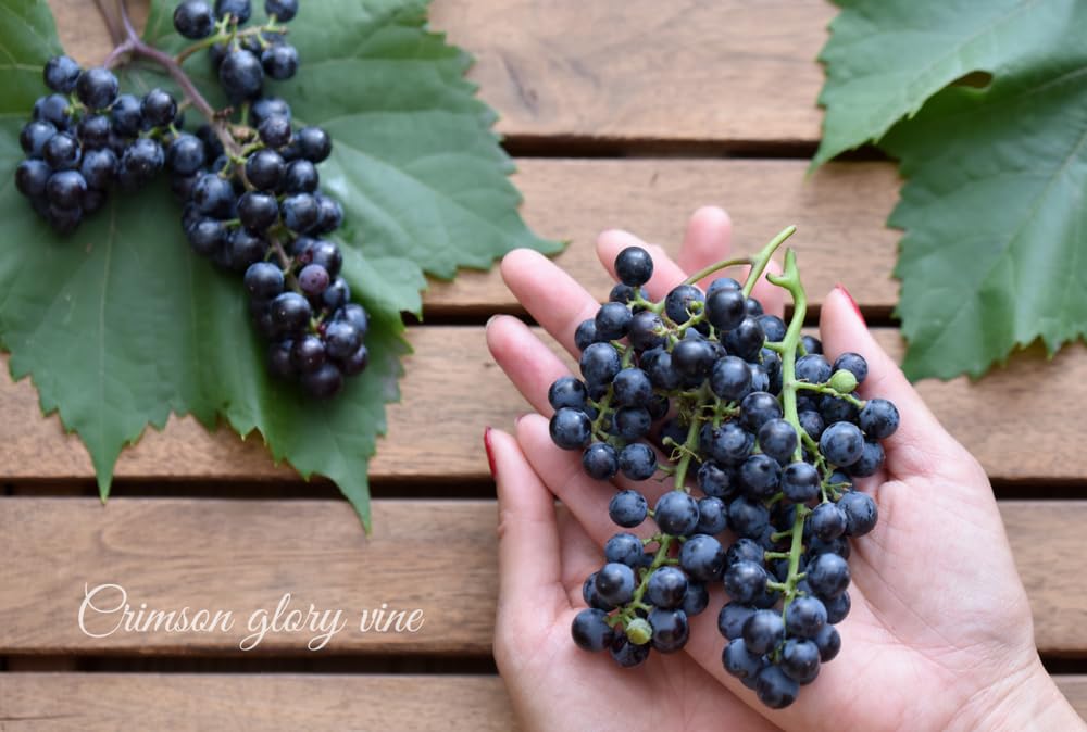 Crimson Glory Grape Vine Seeds for Planting - Stunning Red Variagated Leaf Vine with Fruits