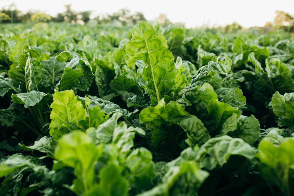 Bulk Sugar Beets Seeds for Whitetail Deer Food Plot - Sugar Beet Designed to Produce Tons of Nutrient-Rich Forage, Early and Late Season
