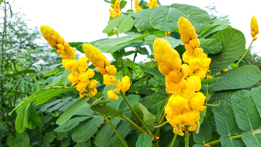 Emperors Candlesticks Wildflower Seeds - 30 Seeds of Senna alata