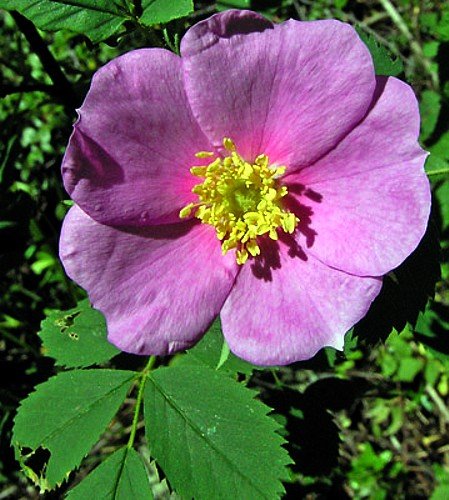 Woods Rose 15 Seeds - Rosa woodsii - Heirloom
