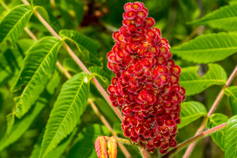 30 Staghorn Sumac Tree Seeds - Vibrant Summer Bloooms - Rhus typhina