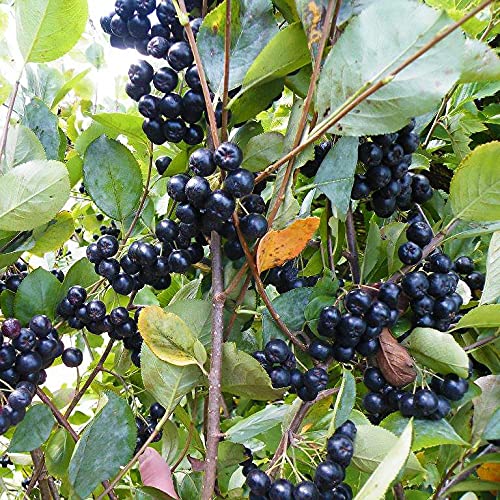 Aroniaberry Plants for Growing - Live Plants (1 Plant) - No Ship to California