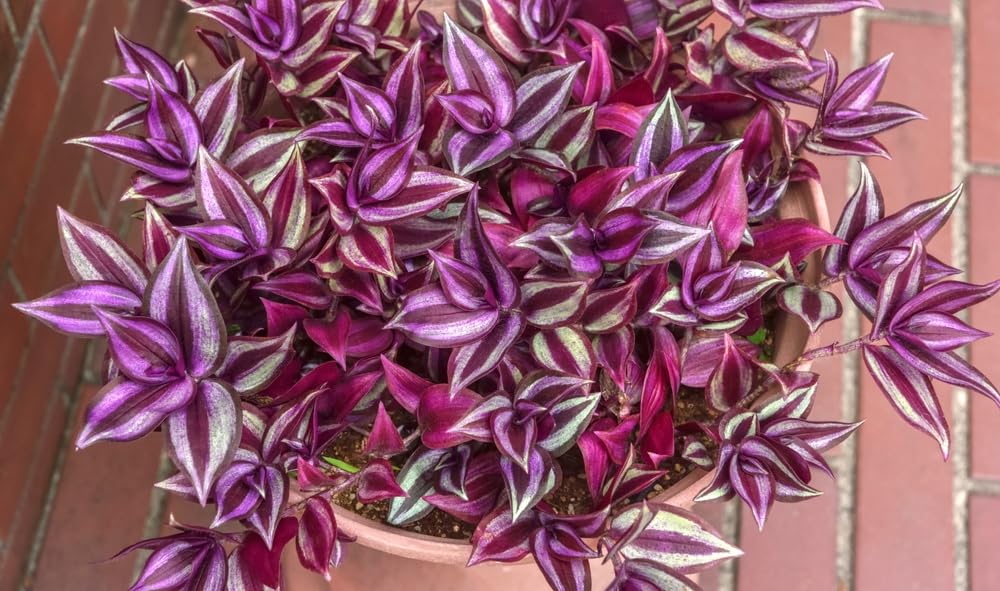6 Purple Zebra Wandering Jew Plant Cuttings