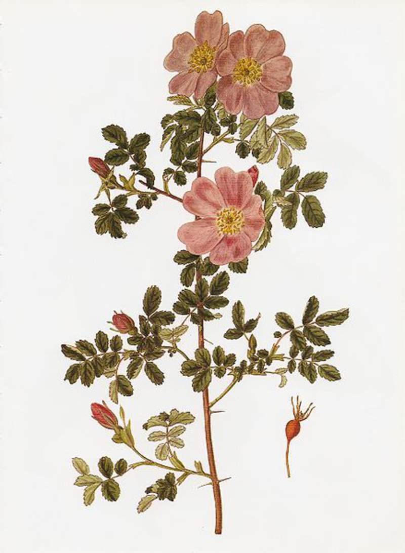 Woods Rose Seeds for Planting (30 Seeds) - Rosa woodsii - Grow Wild Rose Bushes