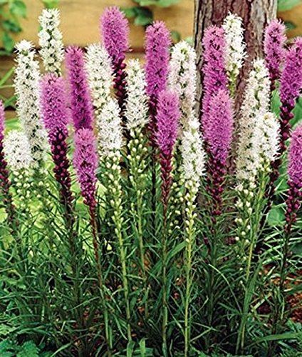 Mix BLAZING STAR (10 Bulbs), BUTTERFLY Plant, LIATRIS, PERENNIAL