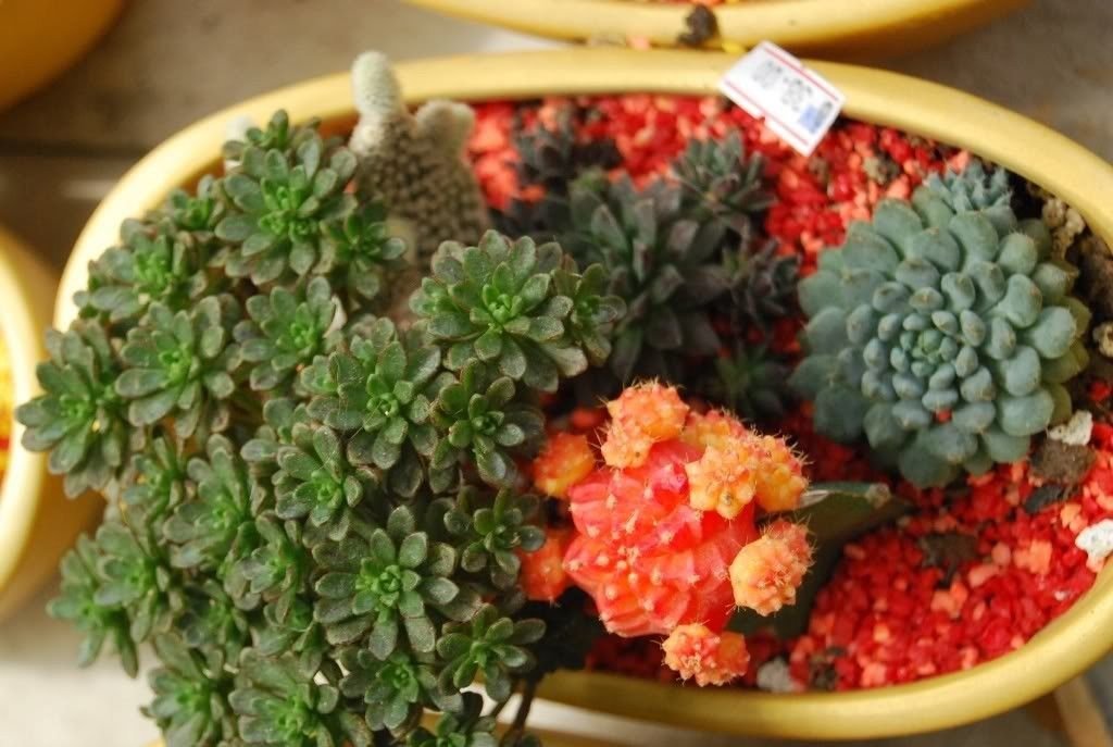 50 Cactus MIX 'Finest Mixed' Succulent Flower Seeds