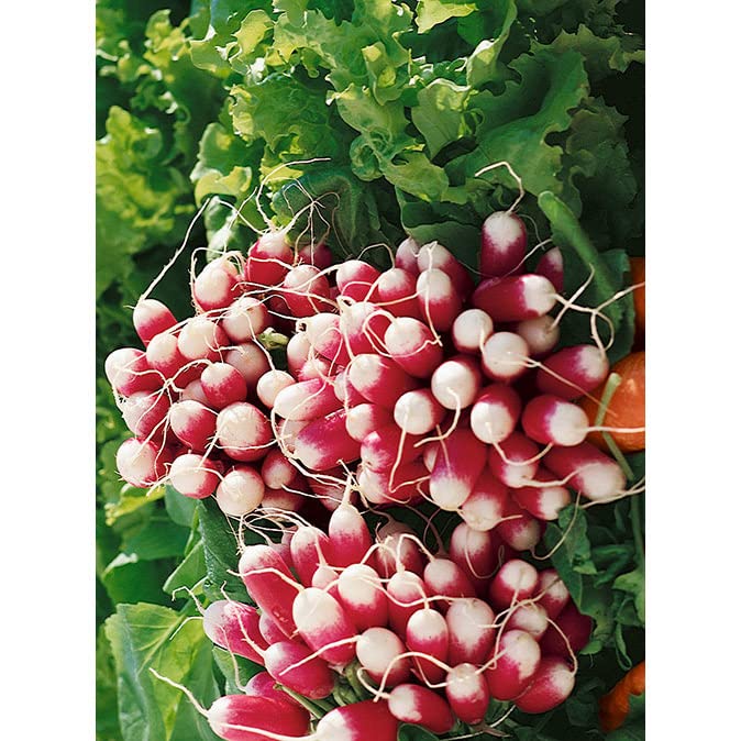 French Breakfast Summer Radish Seeds for Planting (200 Seeds)