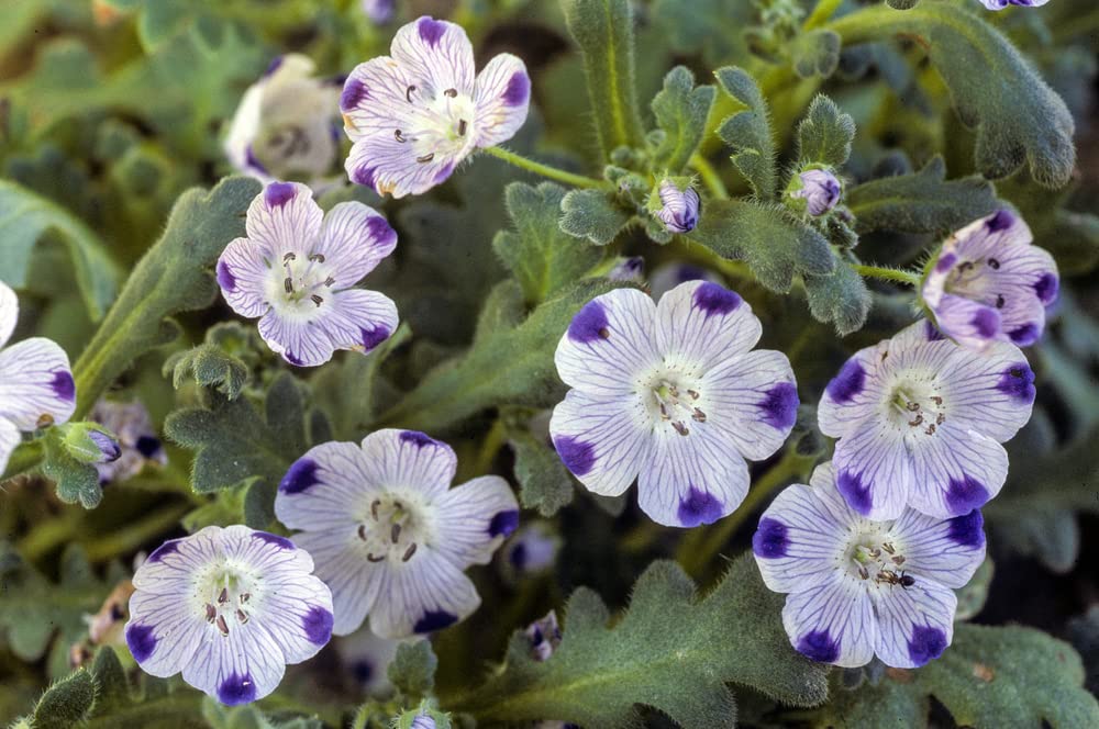 Five Spot Flower Seeds for Planting (500 Seeds) - Nemophila Maculata