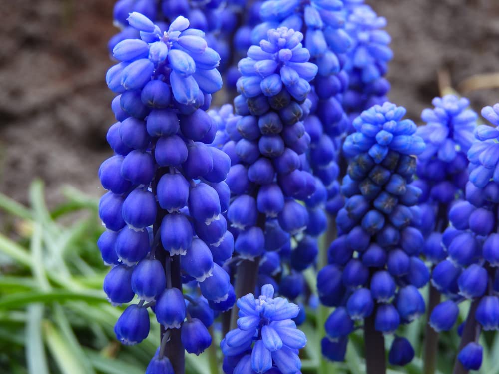 50 Grape Muscari Bulbs - Beautiful Spring Blooms, Perennial Garden Flowers, Easy to Grow