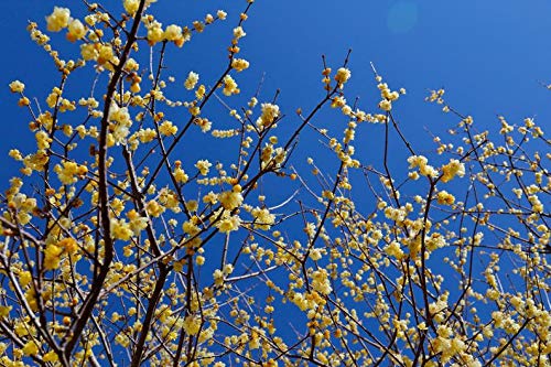Wintersweet Chimonanthus praecox 10 Seeds - Ships from Iowa, USA