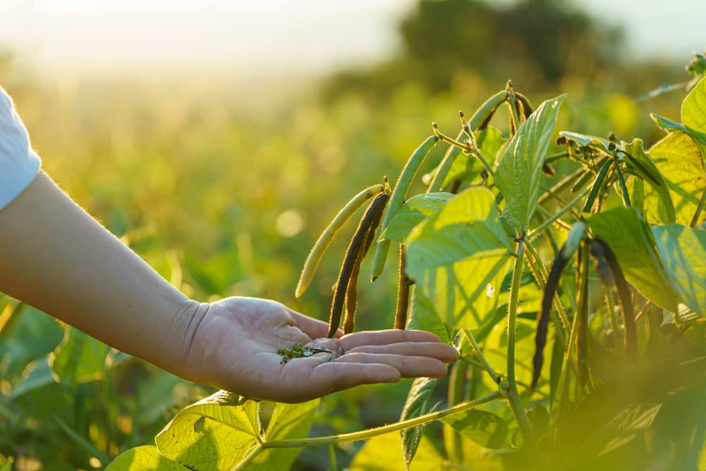 Mung Bean Seeds for Planting - Grow Healthy Mung Beans - Moong Beans are Great for Sprouts