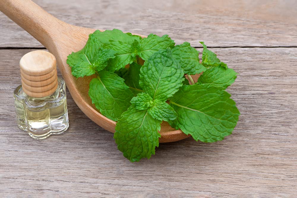 Spearmint Seeds for Planting | 150+ Seeds of Perennial Spearmint Herb