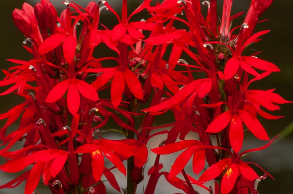 100 Cardinal Flower Seeds for Planting - Lobelia cardinalis - Stunning Red Blooms
