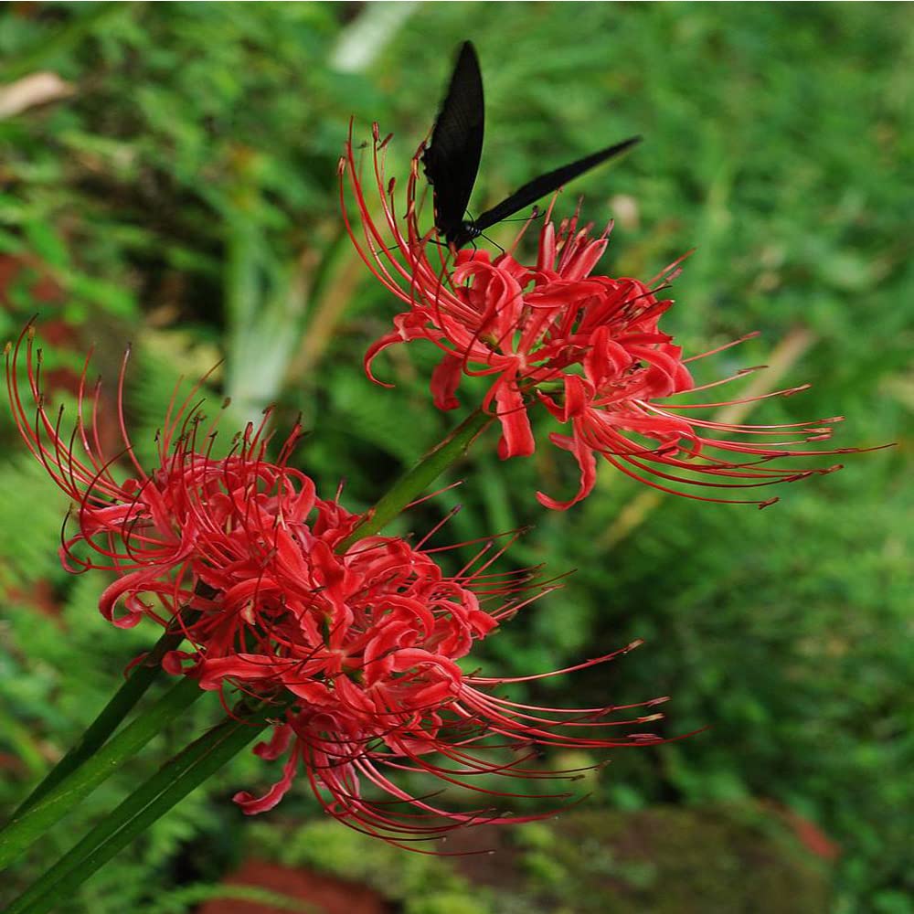 3pcs red mandarava Bulbs Bana Lycoris Radiata Bulbs Nerine Bowdenni Bulbs Red Bowden Lily Bulbs Red Spider Lily Hardy Nerines Bulbs Easy to Plant Red Cornish Lily Bulbs .Diameter: 1.2in.