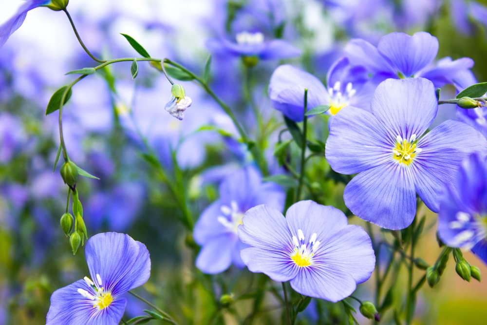 Blue Flax Seeds for Planting - Blue Wildflower