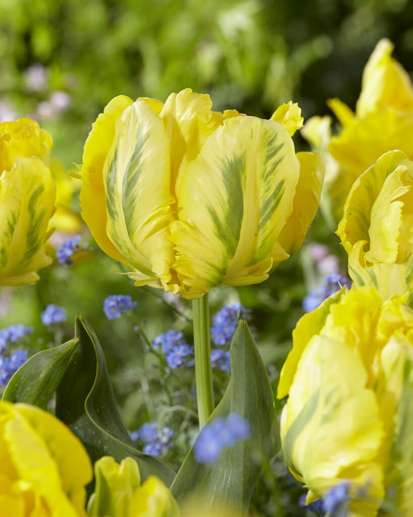 Yellow Madonna Parrot Tulip Bulbs for Planting - Easy to Grow Perennial Tulips