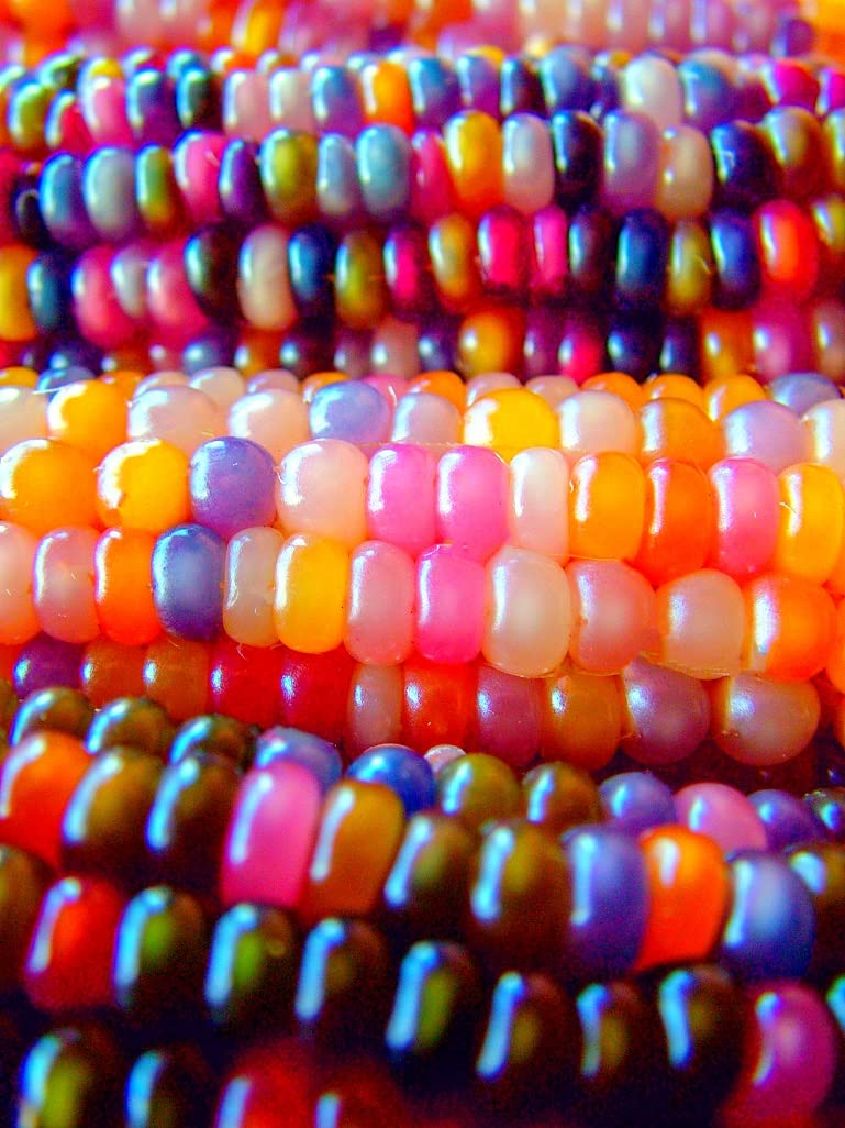 Glass Gem Corn Seeds for Planting - 50+ Seeds - Vibrant Translucent Kernels - Grown in Iowa -Must See