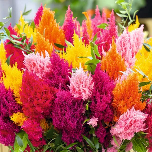 100+ Celosia Seeds - Mixed Color Pampas Plume- Made in USA - Celosia Seeds