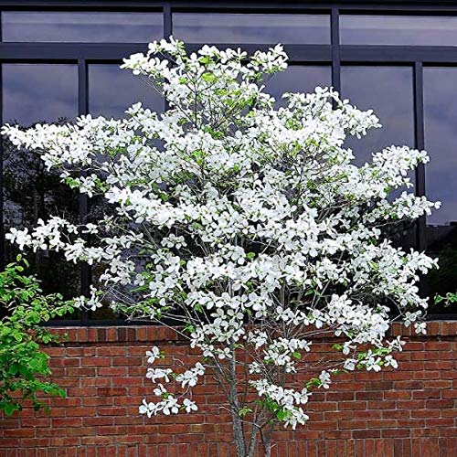 Flowering Dogwood Tree Seeds - 20 Seeds - MADE in USA, Ships from Iowa. Beautiful Flowering Tree Seeds for Planting