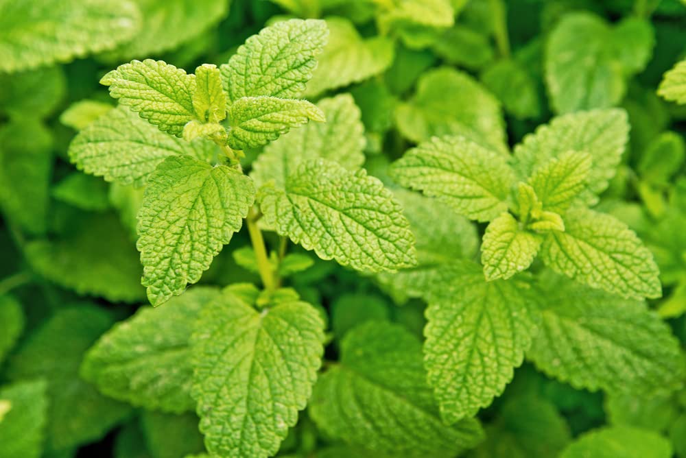 Lemon Balm Seeds for Planting - Melissa officinalis - Popular Garden Herb, Easy to Grow