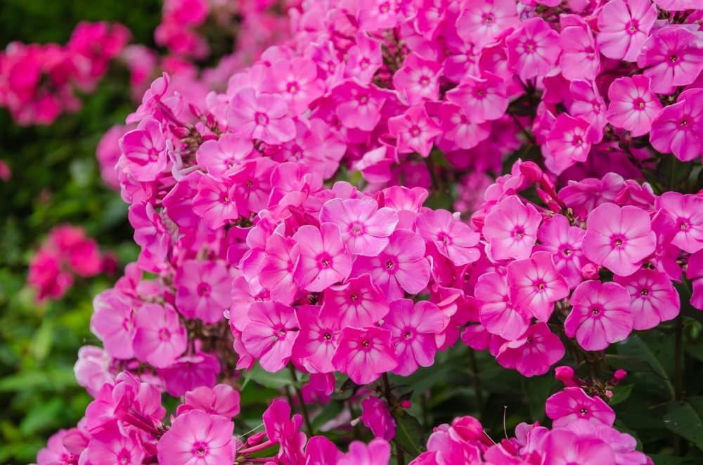 Phlox Flower Plant Seedlings, Stunning Perennial Phlox is a Garden or Container Favorite - Ready to Plant, Not Seeds