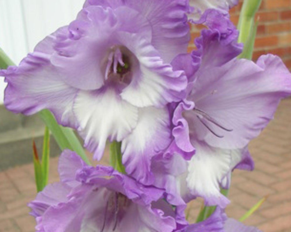 Made and Shipped in USA, Large Bulbs, (5) Beautiful Flowering Perennials, Sale-Sword Lily, Gladiolus Bulbs, Deluxe Giant Mix