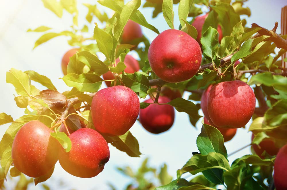 Apple Tree Seedlings for Planting - Malus Pumila, Common Apple - No California