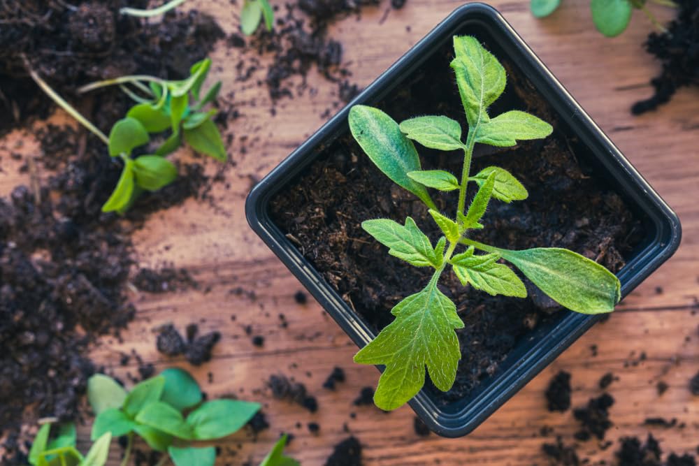 CZ Grain 3.5 Inch Heavy Duty Plastic Plants Nursery Pot, Seed Starting Pots for Succulent Seedling Cutting Transplanting