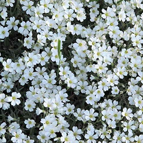 250+ Summer Snow Seeds, Single Mix | Exotic Garden Flowers | Made in USA, Ships from Iowa.