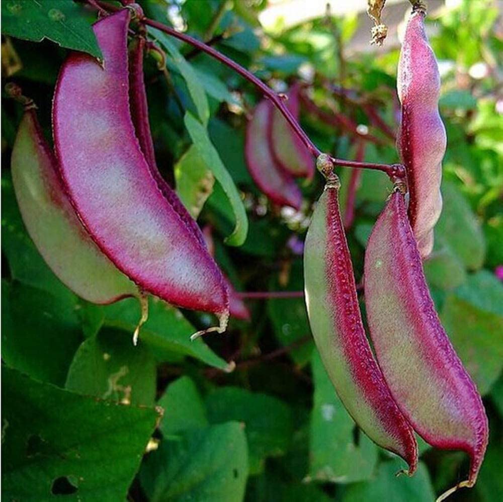 Hyacinth Bean Vine Seeds - 20 Seeds - Grow Purple Pod Beans - Dolichos Lablab