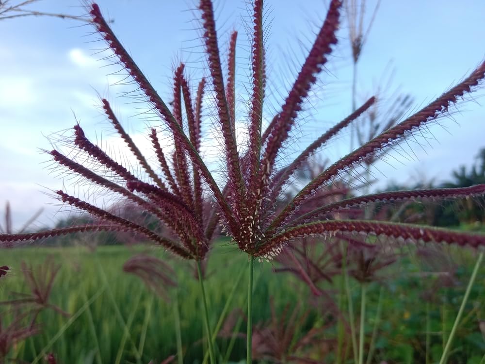 100 Feather Finger Grass Seeds for Planting - Chloris virgata - Ornamental Grass