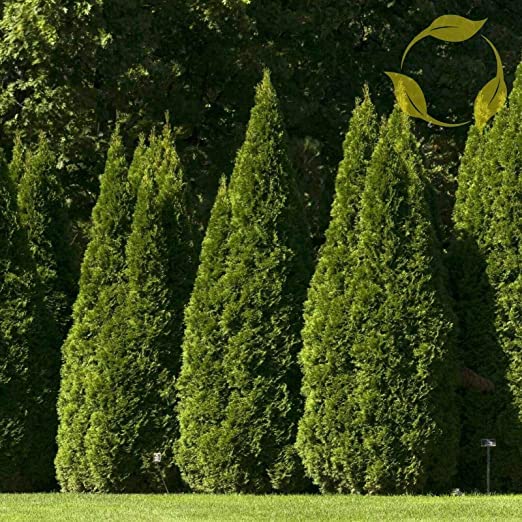 40 Oriental Arborvitae Tree Seeds for Planting - Platycladus orientalis