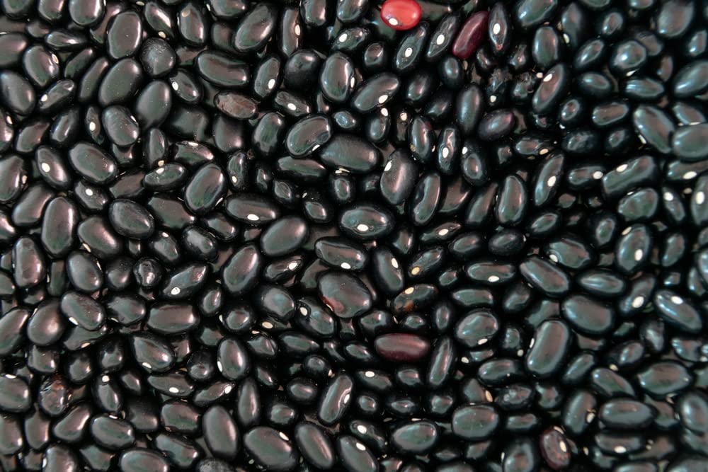 Black Bean Seeds for Planting - 30 Seeds - Easy to Grow, Very Healthy