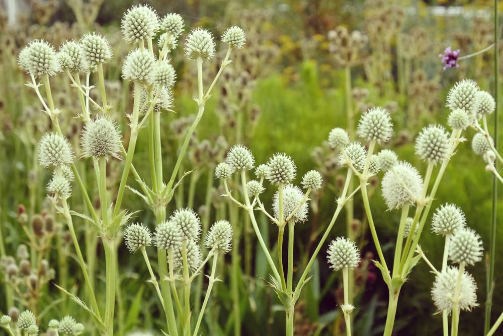 Rattlesnake Master Seeds for Planting (100+ Seeds) - Hardy Herbaceous Perennial - Eryngium yuccifolium - Great for Pollinators