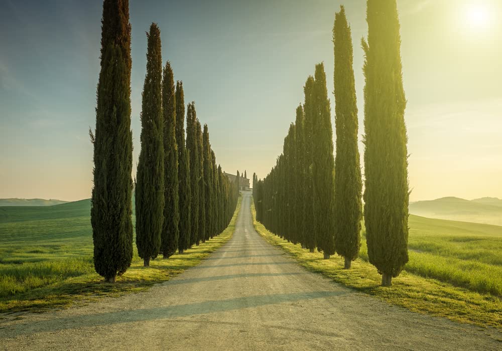 100 Italian Cypress Seeds for Planting | Exotic Evergreen Tree Seeds to Grow, Great for Landscaping and Hedge Rows