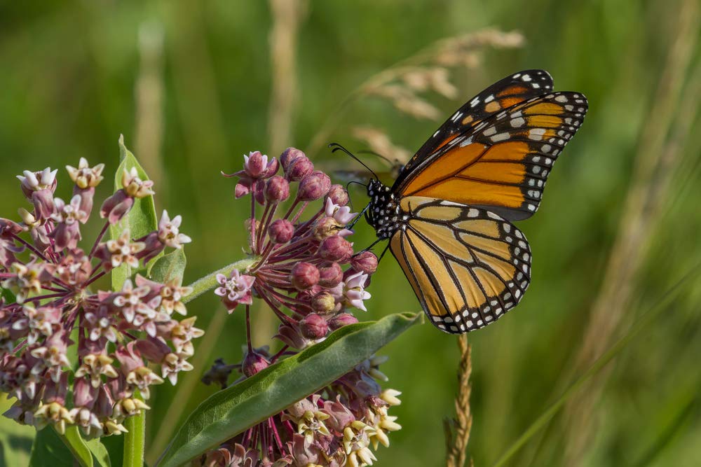 Monarch Butterfly Garden Seed Kit - Annual and Perrenial Wildflowers and Milweed Seeds