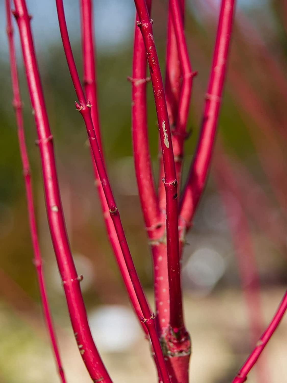 Bright Red Dogwood Cuttings to Plant - No Roots, Easy to Grow, Privacy and Lanscaping Bush, Vibrant Red Bark - Ships from Iowa, USA
