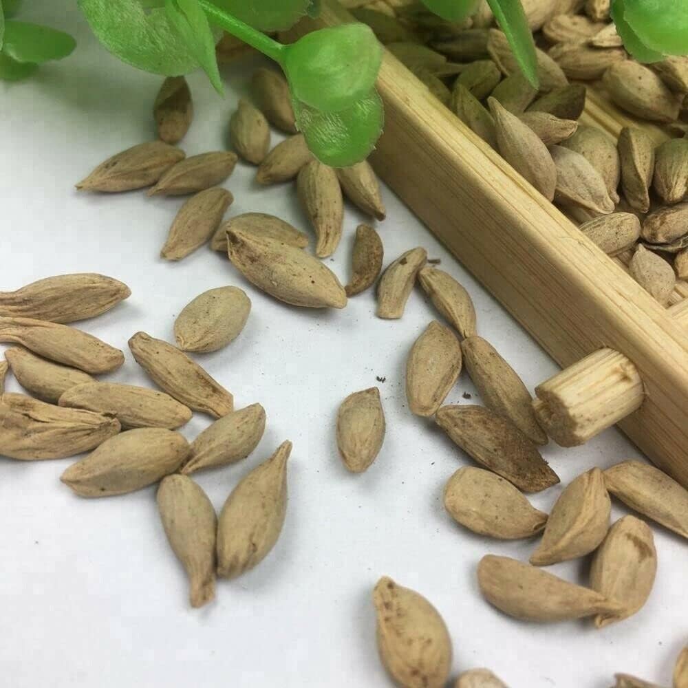 Lemon Tree Seeds for Planting - Garden Fruit Seeds (Lemon - 20 Seeds)