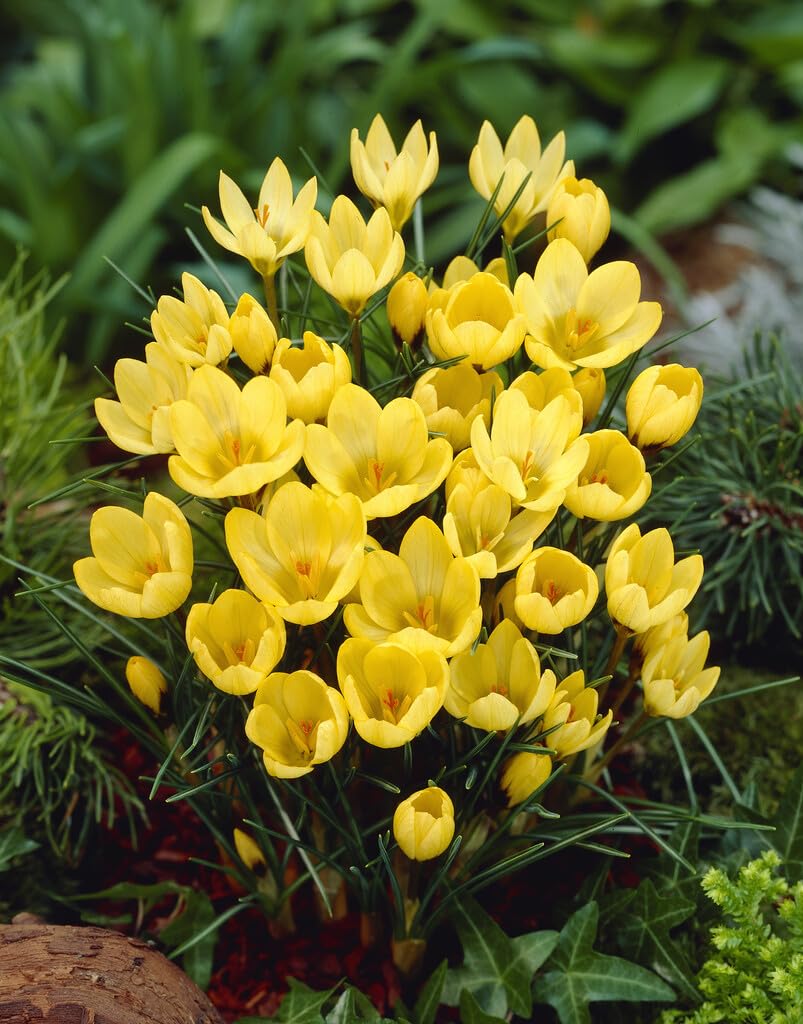 Yellow Crocus Bulbs for Planting - Beautiful Yellow Spring Blooms Usher in The Prosperous Season to Come