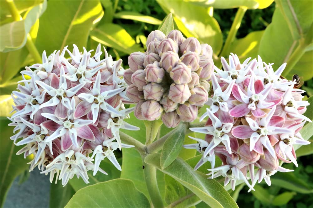 Showy Milkweed Seeds for Planting (50 Seeds) - Asclepias speciosa